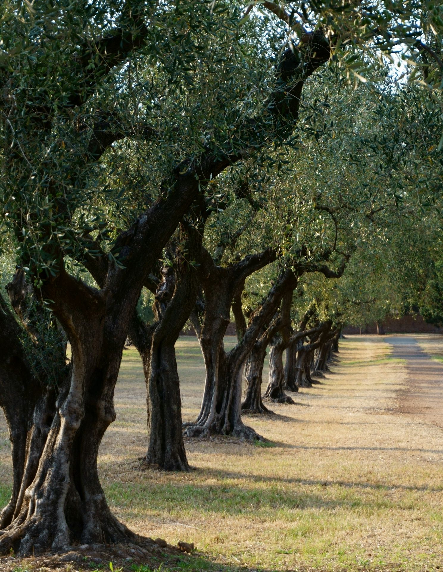 green trees on brown field during daytime