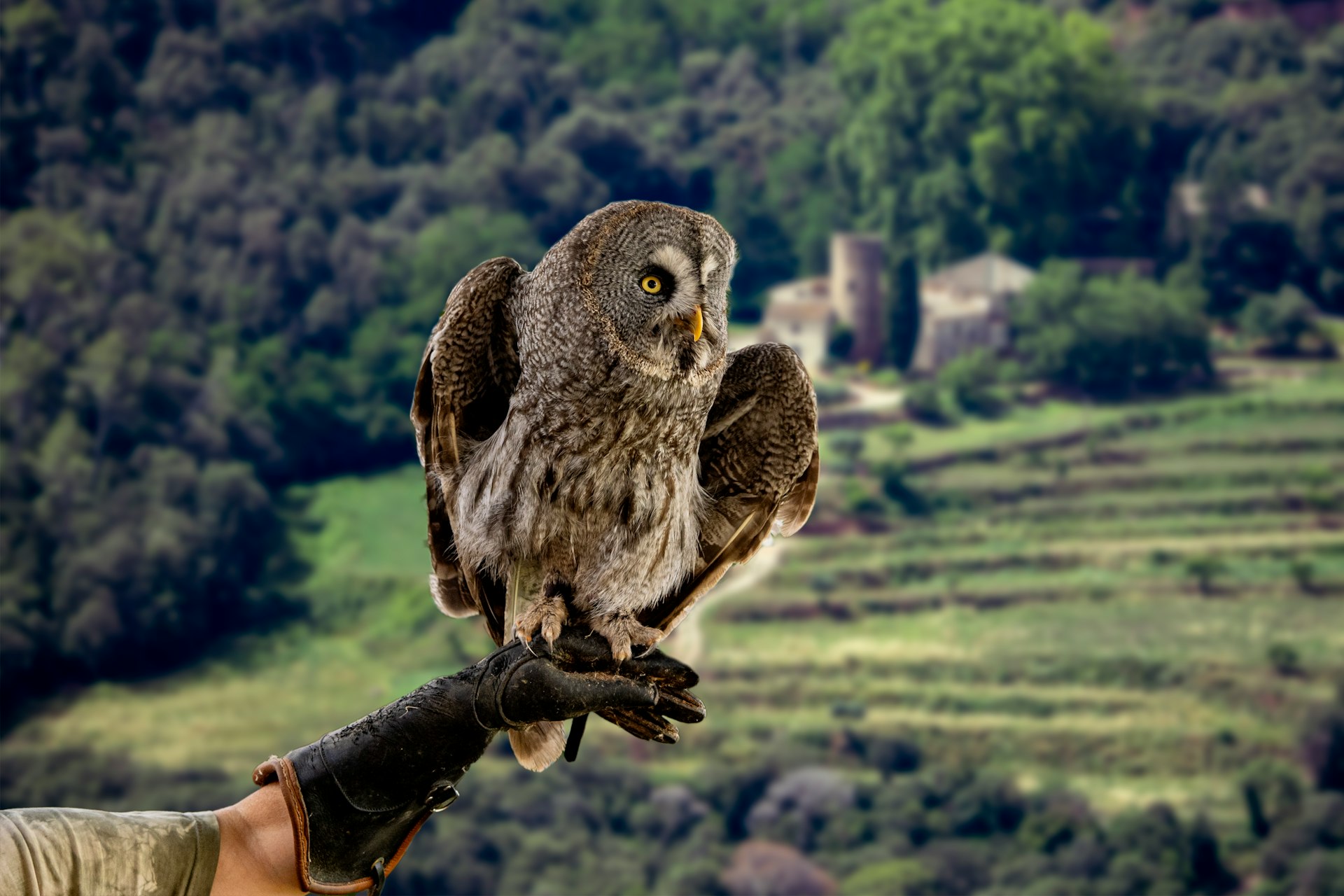 An owl perched on the arm of a man